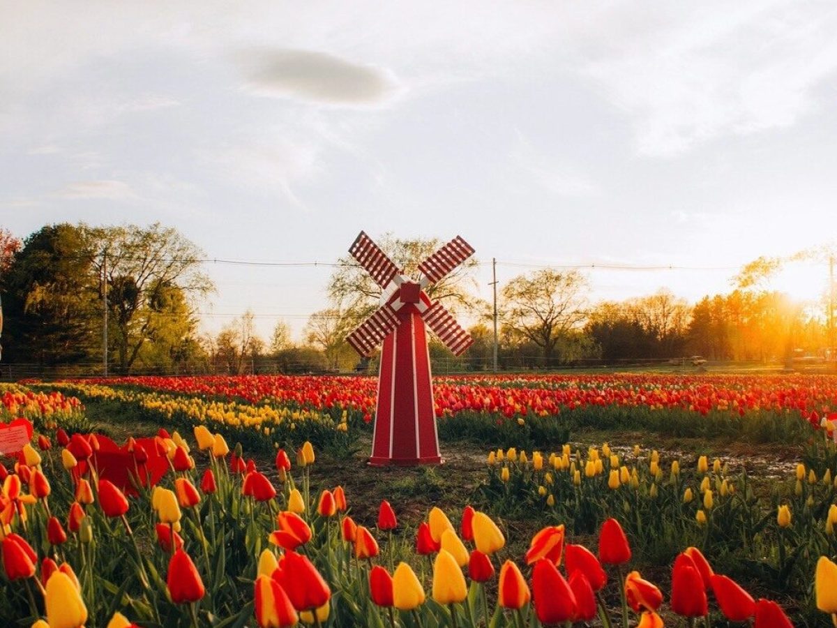 a group of colorful flowers in a field