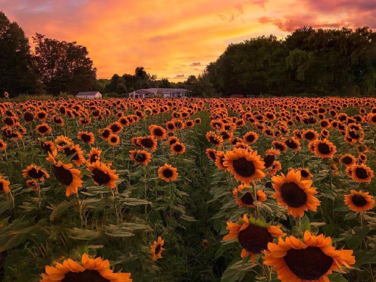 a sunset over an orange flower