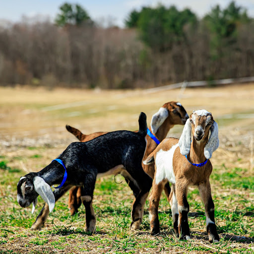 Goat Yoga in Ipswich, MA | Felix's Family Farm