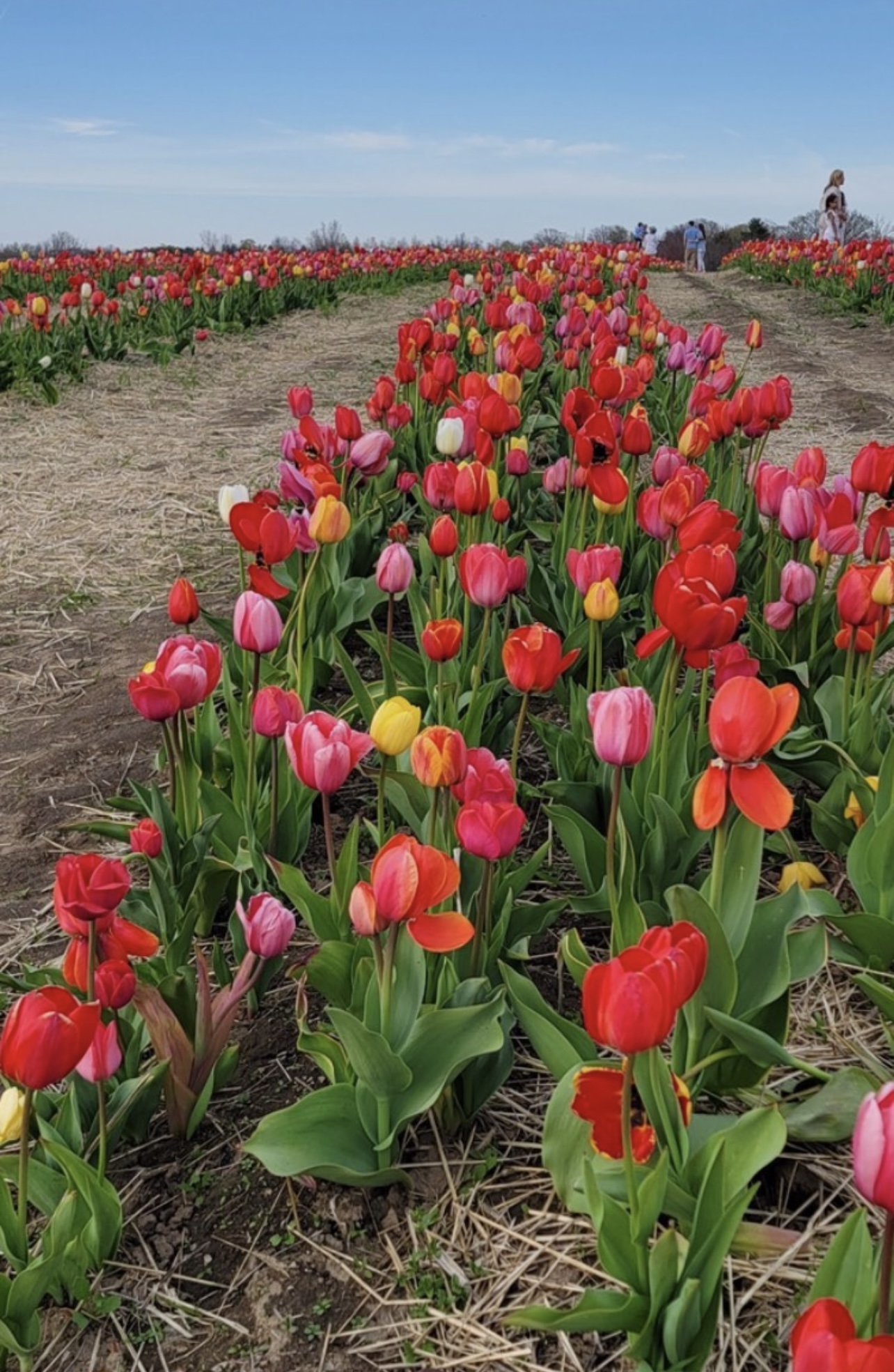 Tip Top Tulips in Ipswich, MA | Felix's Farm