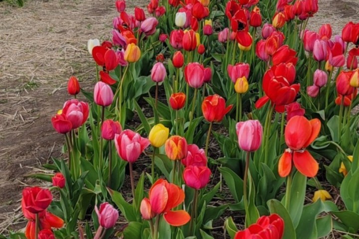 a close up of a flower garden