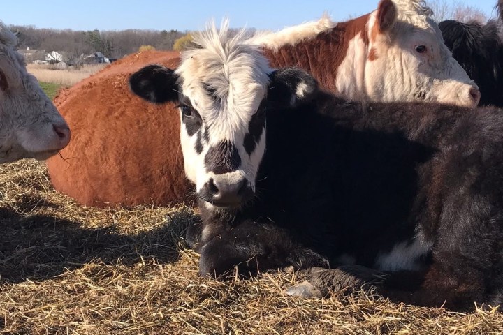 a brown and white cow lying on top of a dry grass field