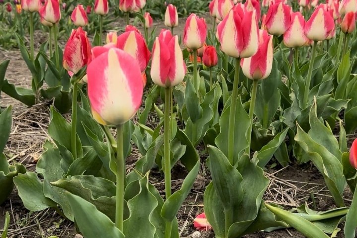 a pink flower on a plant