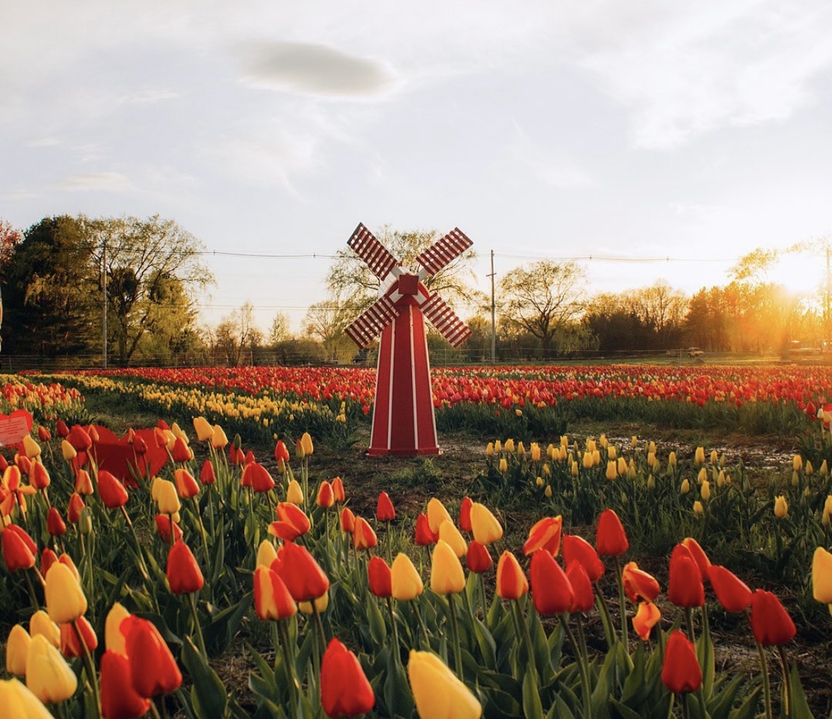 Felix's Family Farm | Tulip, Sunflower Farm & Yoga Class in
