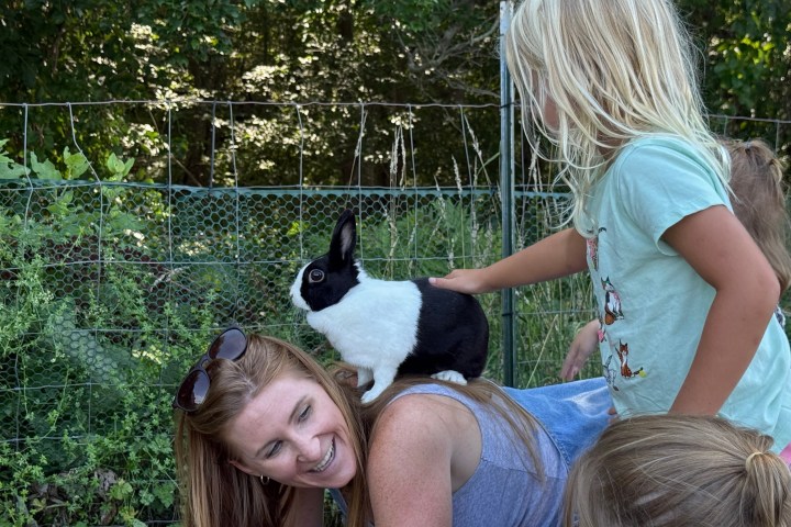 A black and white rabbit sitting on a woman's back while a child pets it.