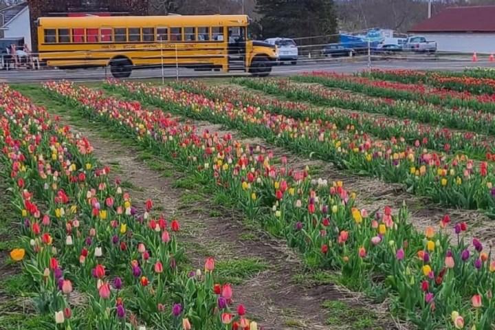 Rows of colorful tulips with a school bus parked in the background.