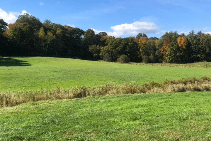 Sunny field with green grass, trees in the background, and blue sky with clouds.