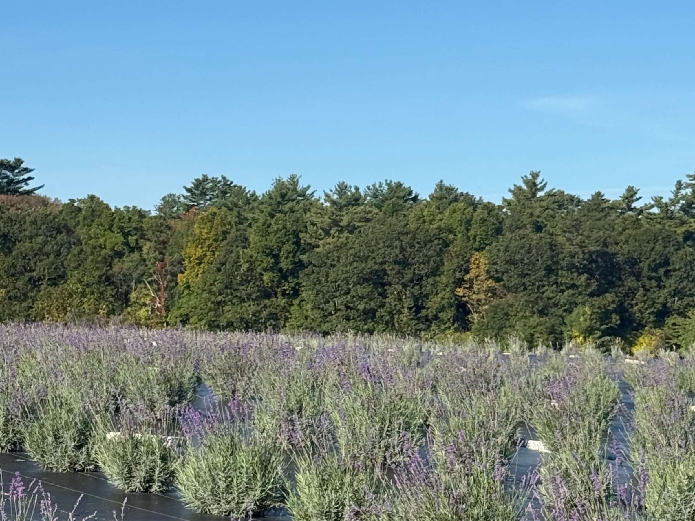 Lavender field under a clear blue sky with trees in the background.